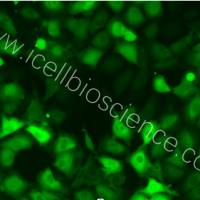 LX-2+GFP 人肝星状细胞+GFP/STR鉴定