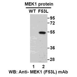 MEK1(F53L)