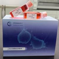 AtT-20 小鼠垂体瘤细胞/AtT-20/AtT-20细胞/AtT20/AtT20细胞/STR