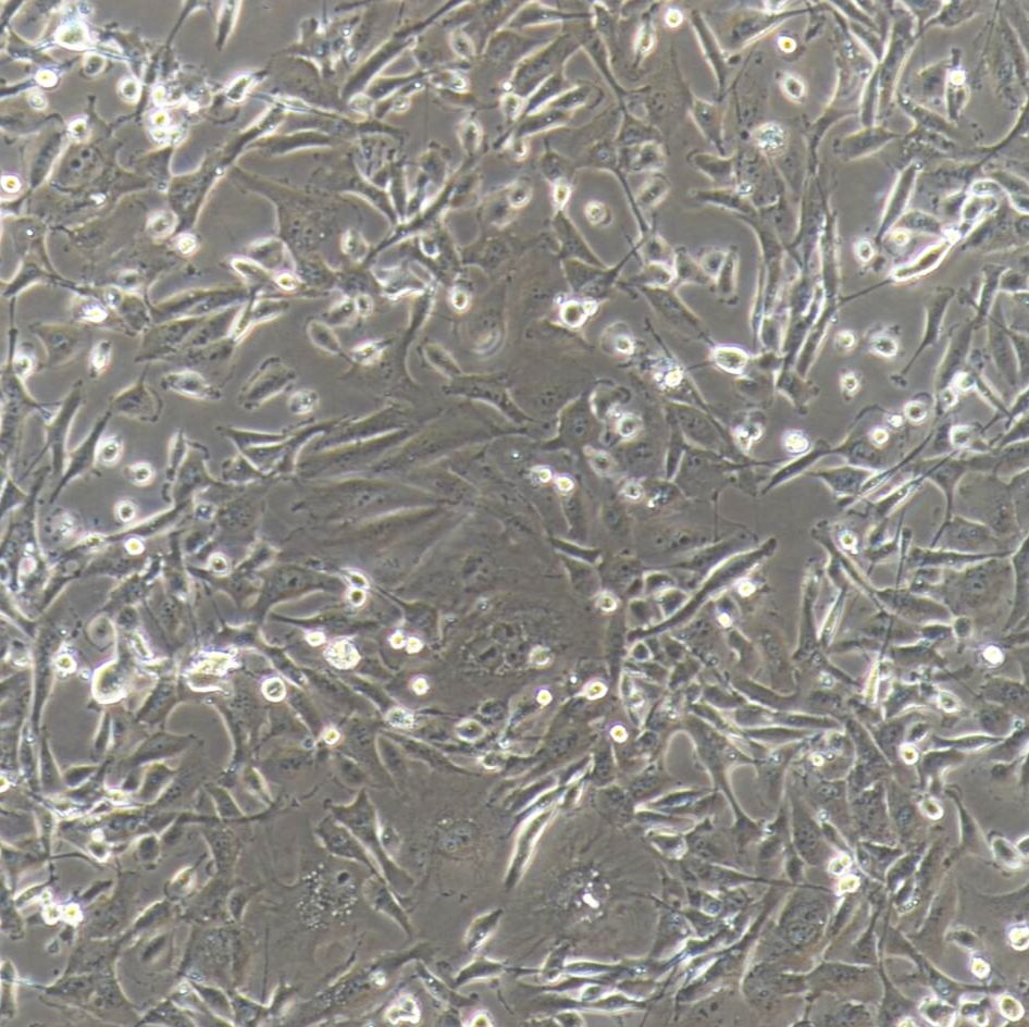 MDA-MB-231+luc 人乳腺癌细胞荧光素酶标记+luc/STR鉴定