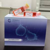 大鼠口腔黏膜成纤维细胞/免疫荧光鉴定/镜像绮点（Cellverse）