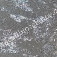 人脂肪细胞/免疫荧光鉴定/镜像绮点（Cellverse）