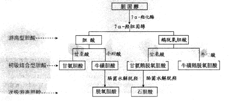 胆汁酸的分类及作用