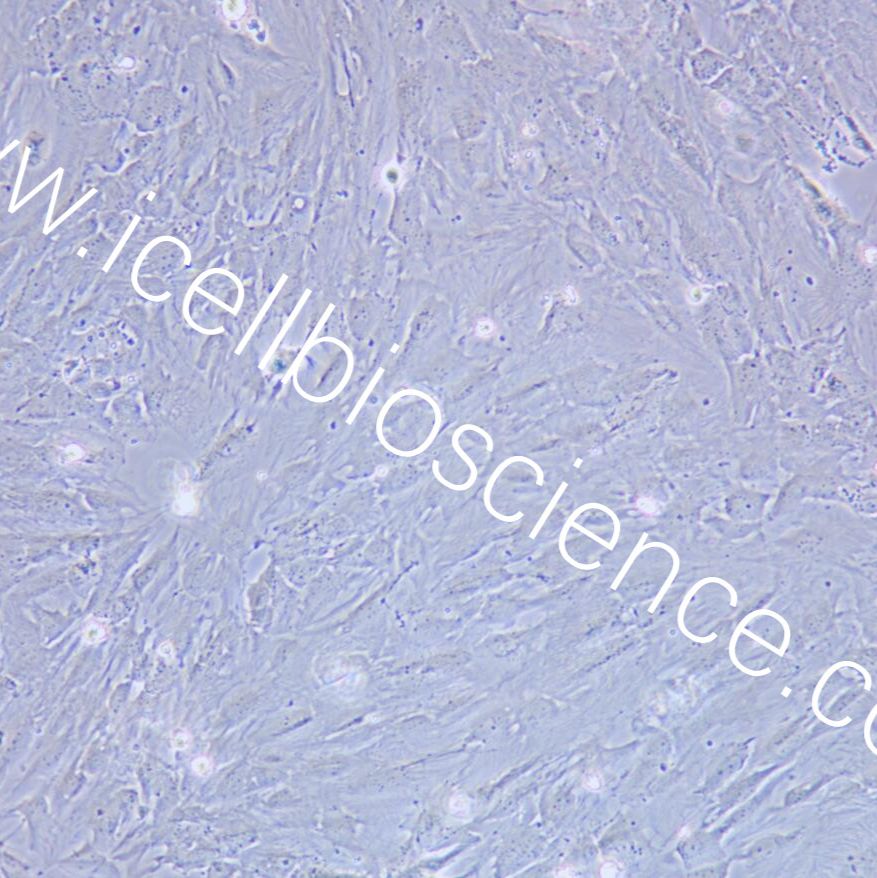SNU-387 人肝癌细胞/STR鉴定/镜像绮点（Cellverse）