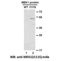 MEK1(I111S)