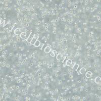 MOLM-13 人急性髓性白血病细胞/STR鉴定/镜像绮点(Cellverse)