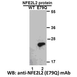 NFE2L2(E79Q) 