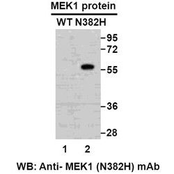 MEK1 (N382H)