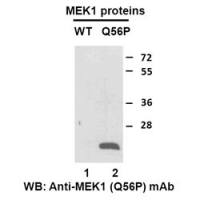 MEK1 (Q56P)