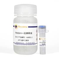 Phospho-ATR(Ser428)抗体(兔多抗)