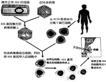 在细胞转染过程中可能影响最终的实验结果的条件有哪些