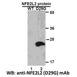 NFE2L2(D29G) 