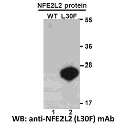 NFE2L2 (L30F)
