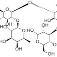 乳-N-二岩藻四糖20768-11-0
