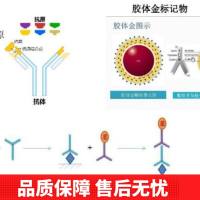Anti-LSM14A Antibody