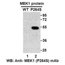 MEK1 (P264S)