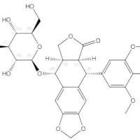 苦鬼臼素-4-O-β-D-葡萄糖苷1400-92-6