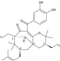 Isogarcinol71117-97-0