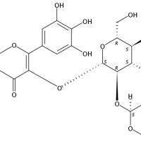 杨梅素-3-O-β-D-木糖（1-2）-β-D-葡萄糖苷142449-93-2