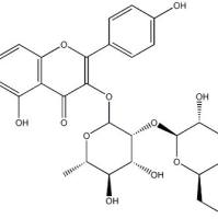山柰酚-3-O-β-D-葡萄糖基(1-2)-α-L-鼠李糖苷142451-65-8