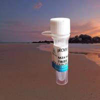 pT7-6×His-EGFP-Gpr146(mouse)质粒载体