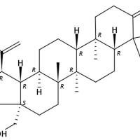 Betulone7020-34-0