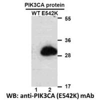 PIK3CA (E542K)