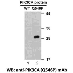 PIK3CA(Q546P) 