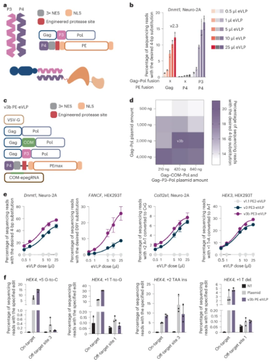 Nature子刊丨刘如谦团队采用工程化PE-eVLP系统递送先导编辑工具,修复遗传性失明