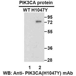 PIK3CA (H1047Y)