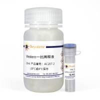 Phospho-cdc2(Tyr15)抗体(兔单抗)