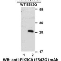 PIK3CA(E542Q) 