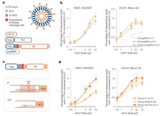 Nature子刊丨刘如谦团队采用工程化PE-eVLP系统递送先导编辑工具，修复遗传性失明