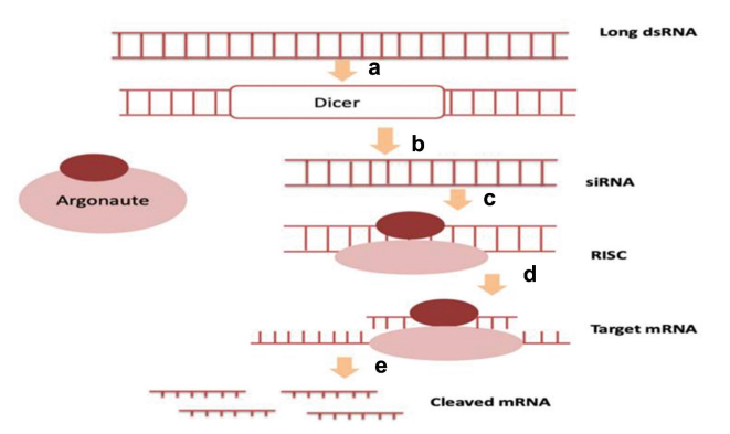 siRNA，药物研发领域的璀璨新星！