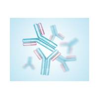 多克隆抗体定制服务