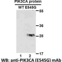 PIK3CA (E545G)