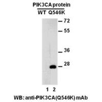 PIK3CA (Q546K)