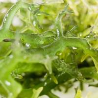 藻类水分检测_藻类灰分检测_藻酸盐检测_碳水化合物检测