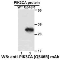 PIK3CA (Q546R)
