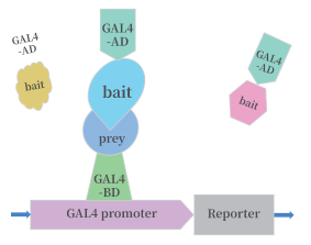 知无不「研」|5 篇高分文献带你一览高通量酵母杂交的非凡魅力~