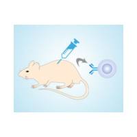 单克隆抗体定制服务