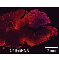 C16-siRNA/ASO合成