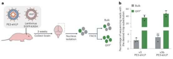 Nature子刊丨刘如谦团队采用工程化PE-eVLP系统递送先导编辑工具，修复遗传性失明