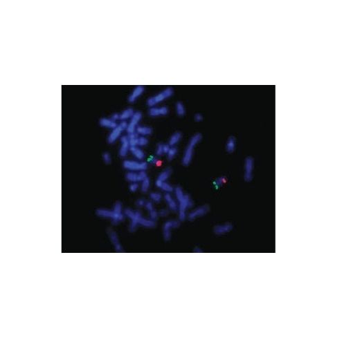荧光及半抗原标记核苷酸类似物