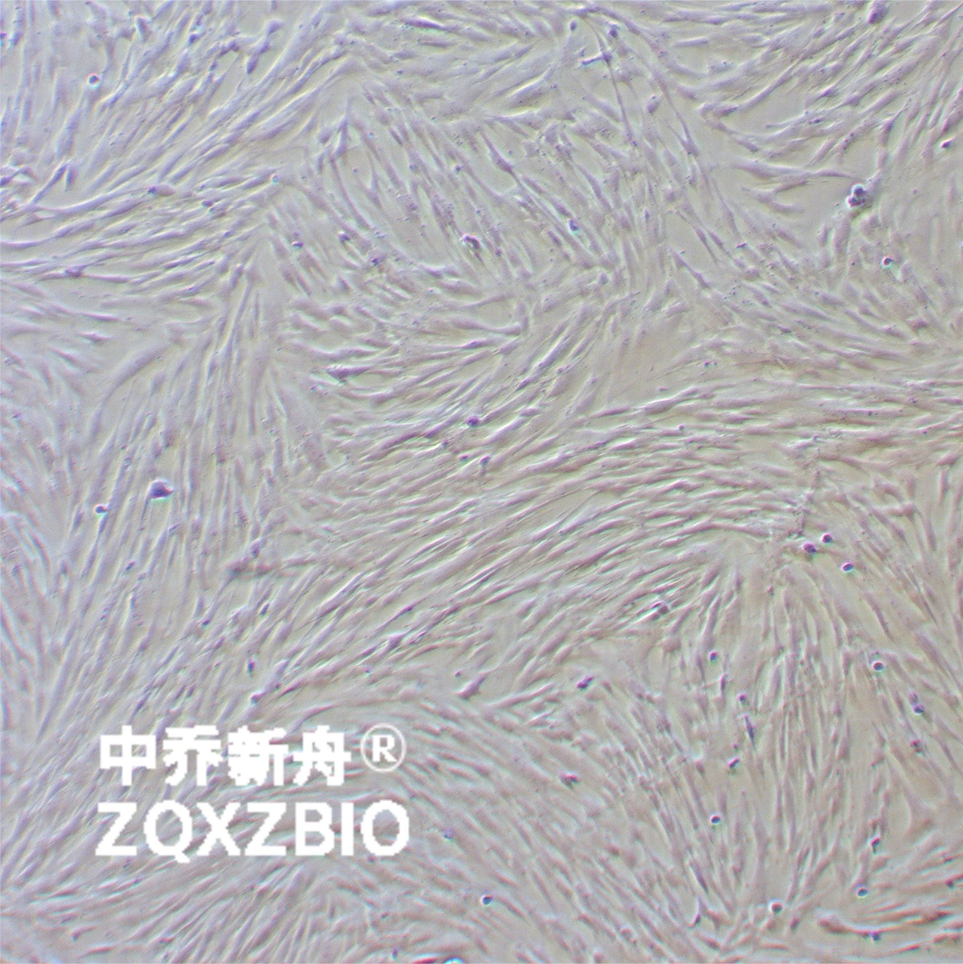MRC-5人胚肺细胞
