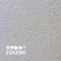 MRC-5人胚肺细胞