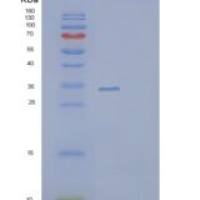 人促泌素(SCGN)重组蛋白