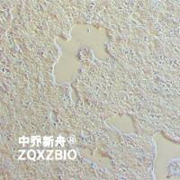 293FT人胚肾细胞