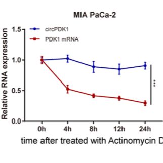 RNA稳定性检测（Actinomycin D处理法）