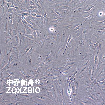 MC3T3-E1subclone14小鼠胚胎成骨细胞